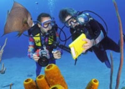 Курс подводной фотографии на Красном море