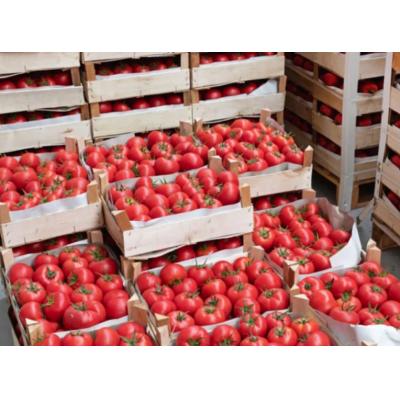 Власти РФ отменили пошлины на ввоз томатов в объеме до 100 тыс. тонн