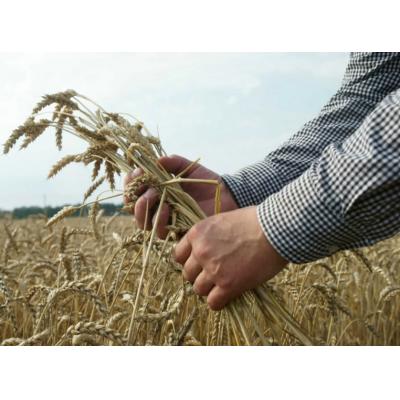 В России рассматривают возможность создания зерновой биржи БРИКС