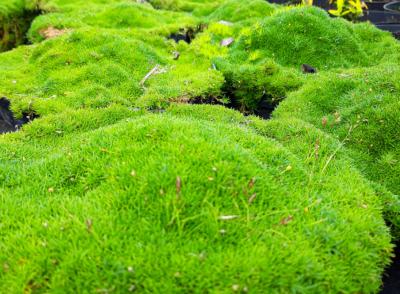 Ирландский мох: секрет вечнозелёного газона