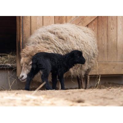 В Московском зоопарке появилась на свет овечка породы Уэссан