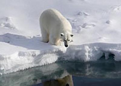 Открыт неожиданный виновник потери льда в Арктике