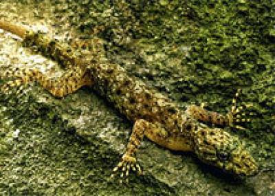 В Камбодже найден новый вид гекконов