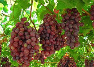 Павианы заставили южноафриканских фермеров вспомнить старую французскую технологию виноделия