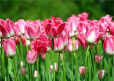 Столица Нидерландов приглашает полюбоваться на живые тюльпаны и их живописные изображения