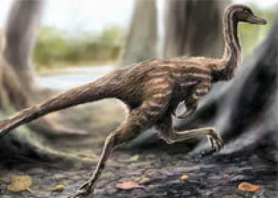 Обнаружены останки одного из самых маленьких и юрких динозавров