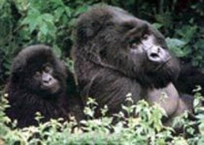 В Руанде пройдет `день обезьян`