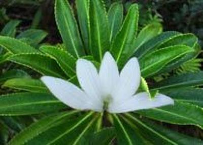 Эмблема Французской Полинезии – цветок Тиаре Апетахи - в большой опасности