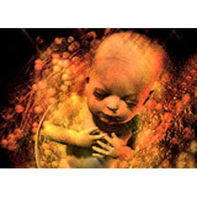 Генетическая диагностика при ЭКО безопасна для эмбрионов