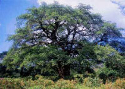 Старое `почтовое` дерево станет национальным памятником Кении