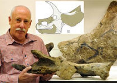 Динозавр-рогач открыт заново спустя 30 лет