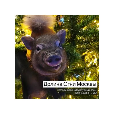 В подмосковном сафари-парке «Изумрудный лес» появился мини-пиг