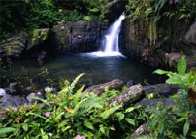 Тропический лес El Yunque доступен для путешественников