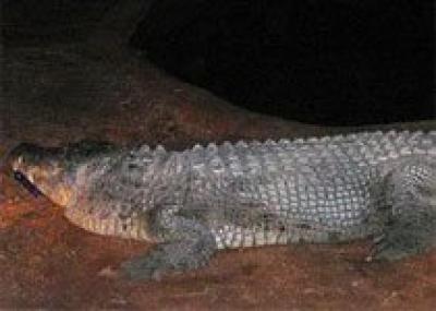 Пьяному туристу не удалось покататься на крокодиле