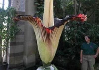 Выращен самый большой цветок на планете
