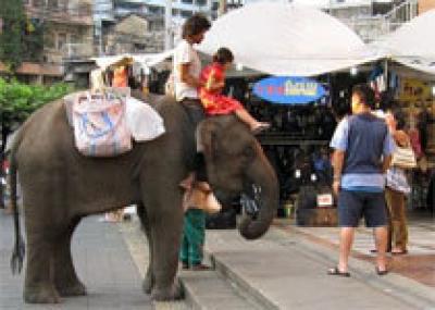 Не кормите слонов в Бангкоке