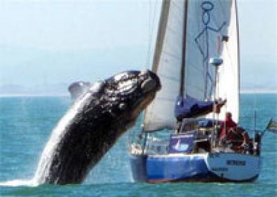 Сенсация - 40-тонный кит напал на яхту на глазах у туристов