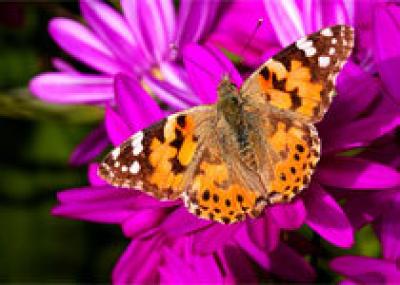 В Великобритании вымирают бабочки