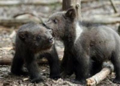 В Казахстане двое медвежат вышли к людям за помощью
