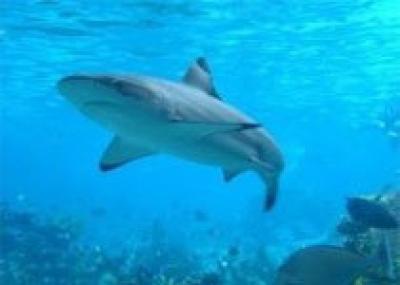 Стаи акул пришли в прибрежные воды на юге Приморья