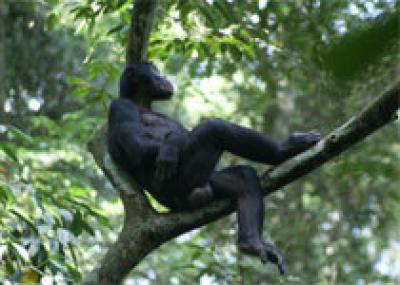 Открыты свахи у обезьян бонобо