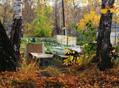 Просто добавь воды: что нужно знать про влагозарядный полив деревьев в октябре?