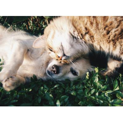 До 69% выросла доля респондентов, готовых жертвовать на помощь животным