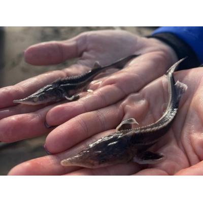 АО «Транснефть – Прикамье» выпустило в водоемы более 100 тысяч мальков ценных рыб в 2025 году