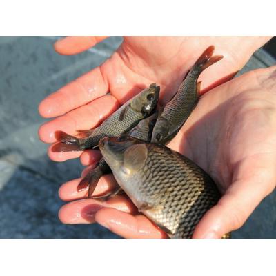 АО «Транснефть – Дружба» выпустило свыше 3 тыс. мальков в Саратовское водохранилище