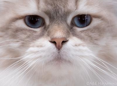 Winter Cat Show 29 и 30 ноября: праздник для любителей кошек с развлекательной программой и выставкой-пристройством бездомных животных