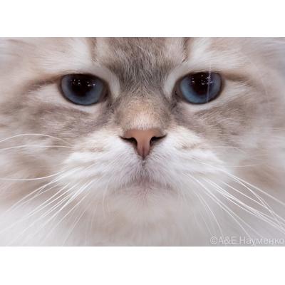Winter Cat Show 29 и 30 ноября: праздник для любителей кошек с развлекательной программой и выставкой-пристройством бездомных животных