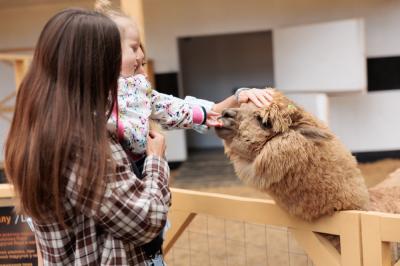 «Альпака Парк» дарит бесплатный вход детям на весенние каникулы