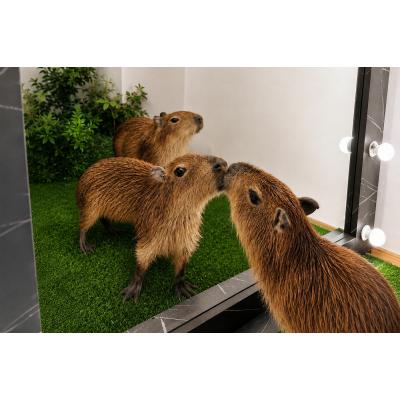 В парке «Сокольники» открывается кафе с капибарами