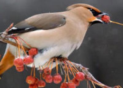 1 и 2 октября 2011 года пройдет Всемирные дни наблюдения птиц
