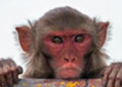 Курорт Шимла оккупировали обезьяны