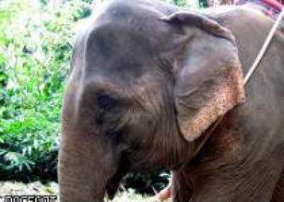 В Таиланде влюбленным предлагают пожениться на спине слона