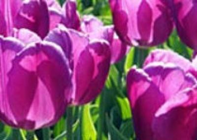 В мае в Канаде пройдет фестиваль тюльпанов