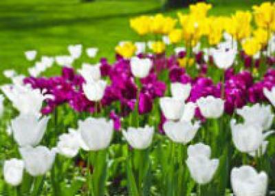 28 апреля в Киеве откроется выставка тюльпанов