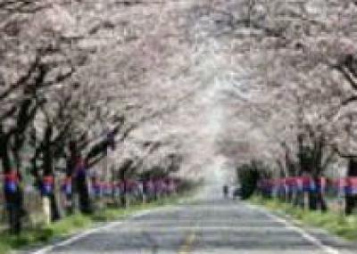 В Осаке открыли «тоннель» из цветущих деревьев сакуры