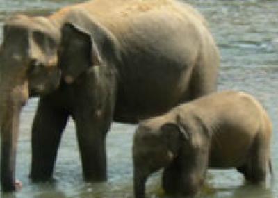 На Шри-Ланке откроется новый питомник для слонов