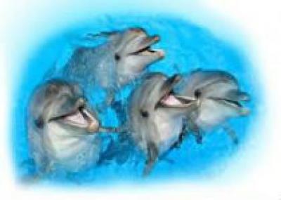 Этим летом в Феодосии откроется новый дельфинарий