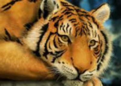 Верховный суд Индии защищает тигров от туристов