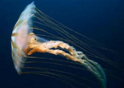 На Канарских островах медузы атакуют отдыхающих