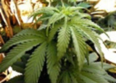В Колорадо узаконили употребление марихуаны