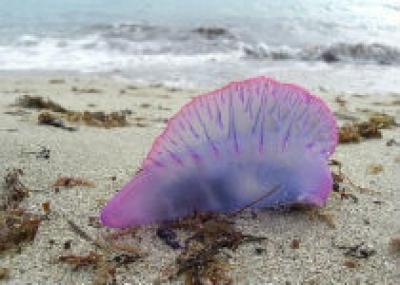 Пляжи Испании закрыты из-за медуз «португальский кораблик»