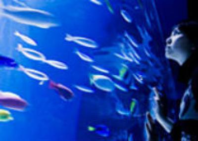 В 2014 году в Севилье откроется "Морской зоопарк"