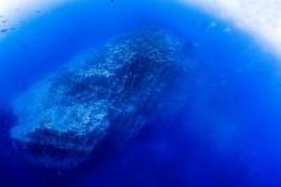 Секреты подводного мира Канарских островов