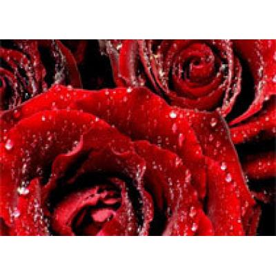 Секреты цветущей розы