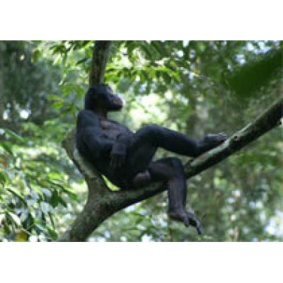 Открыты свахи у обезьян бонобо