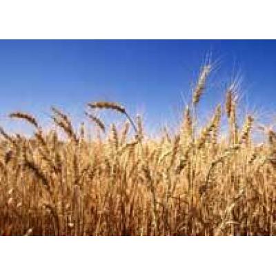 Минсельхоз России определил закупочные цены на зерно нового урожая